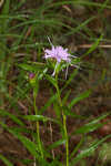 Arkansas gayfeather